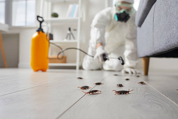 Commercial Kitchen Cockroach Control in York
